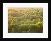 Tree tops at dusk by Assaf Frank